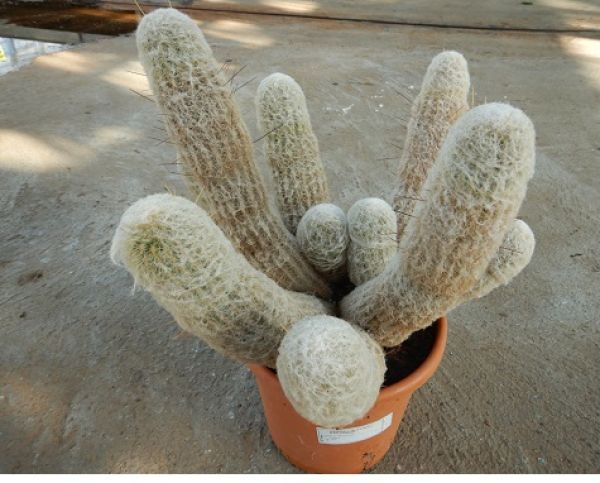 ESPOSTOA MELANOSTELE