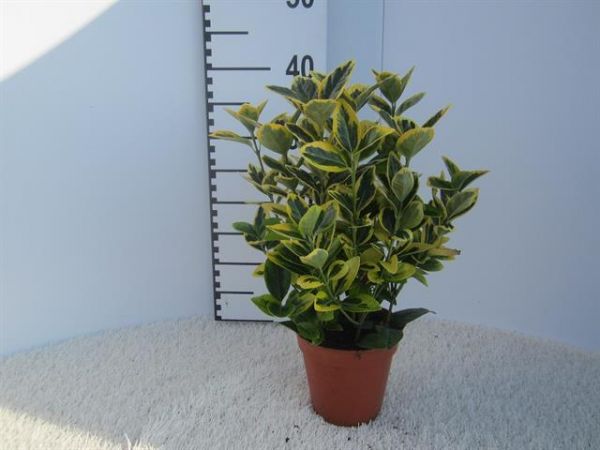 EUONYMUS JAP. AUREA