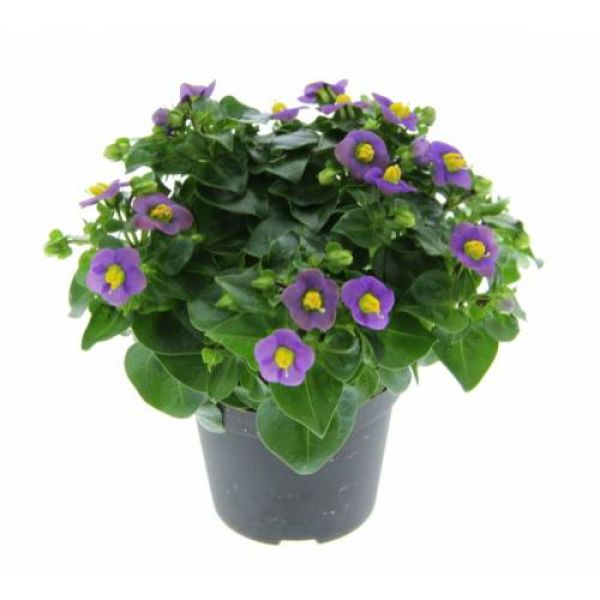 EXACUM MINI