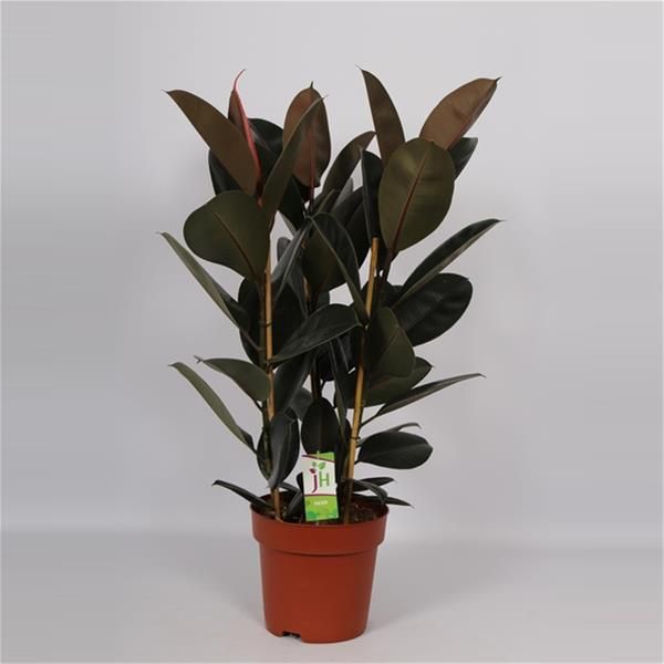 FICUS ABIDJAN