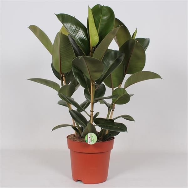 FICUS ELASTICA ROBUSTA