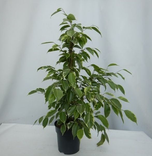 FICUS GOLDEN KING