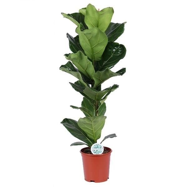 FICUS LYRATA