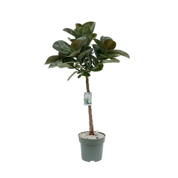 FICUS MAKAMA TIGE