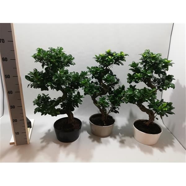 FICUS MICROCARPA GINSENG