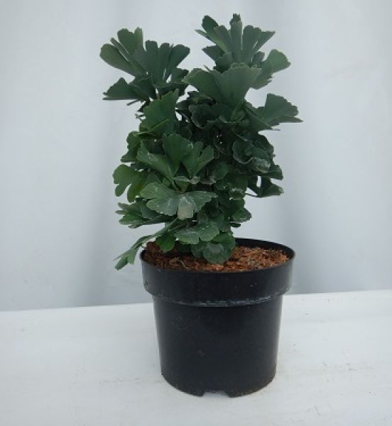GINKO BILOBA