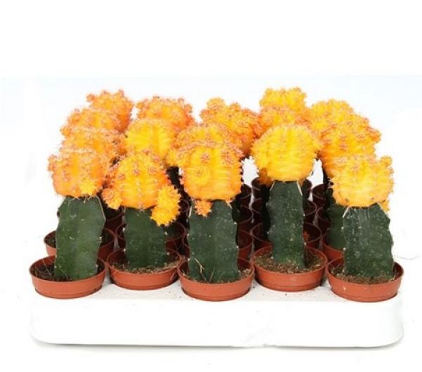 GYMNOCALYCIUM