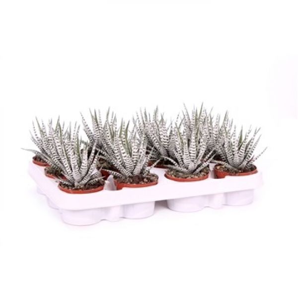 HAWORTHIA FASCIATA ALBA