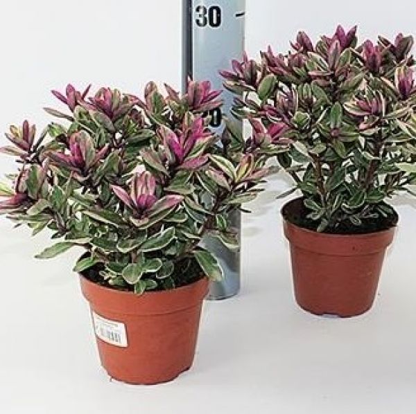 HEBE ANDERSONII TRICOLOR