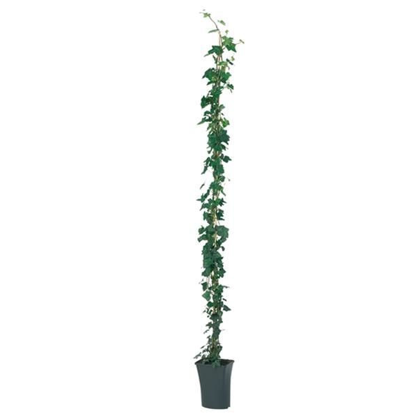 HEDERA HIBERNICA