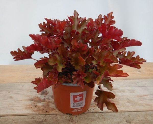 HEUCHERA DRAGON TAIL