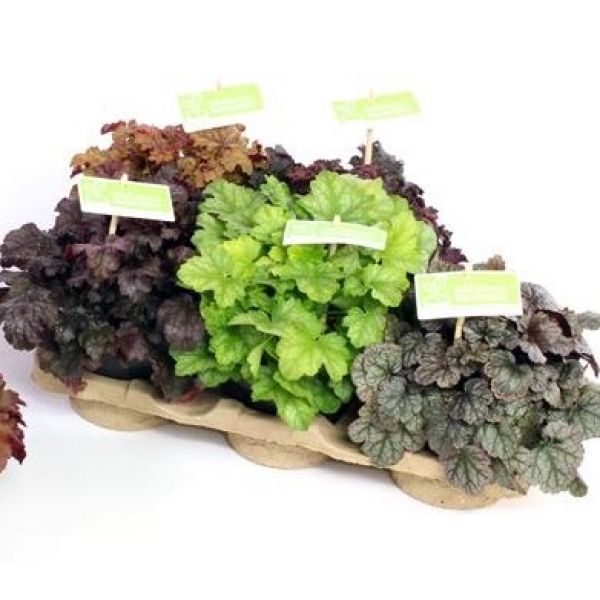 HEUCHERA MIX