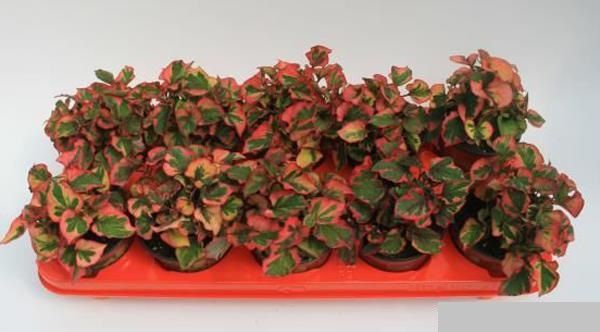 HOUTTUYNIA CORDATA