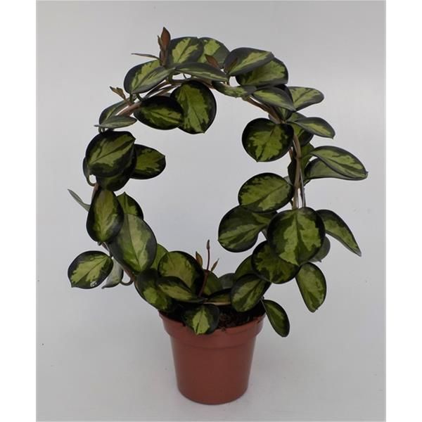 HOYA AUSTRALIS LISA
