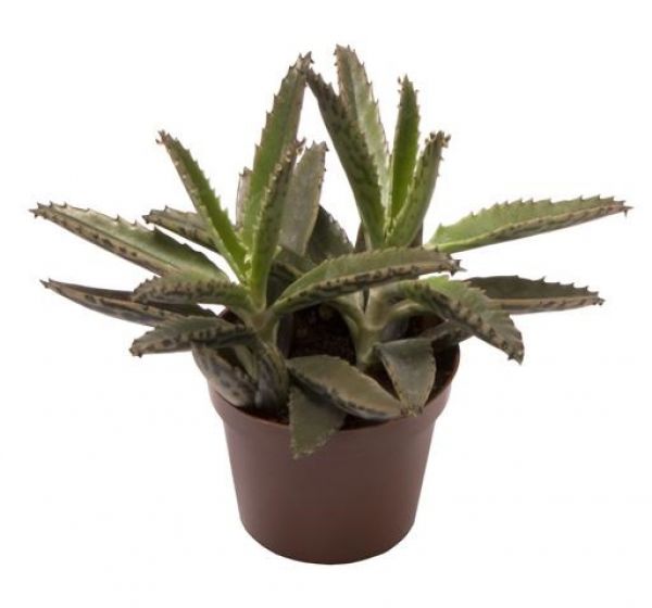 KALANCHOE DAIGREMONTIANA