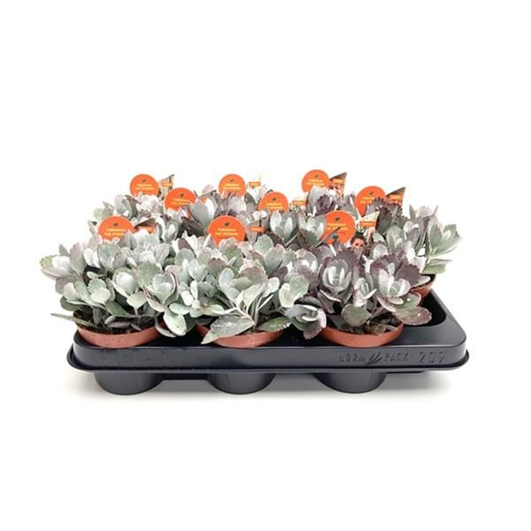 KALANCHOE PUMILA