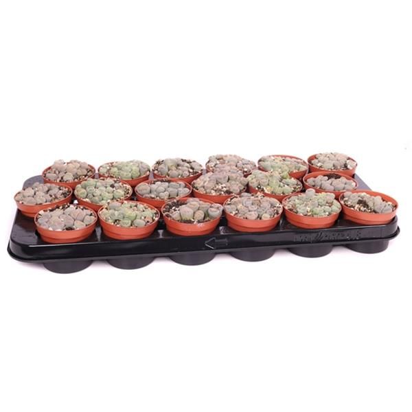 LITHOPS