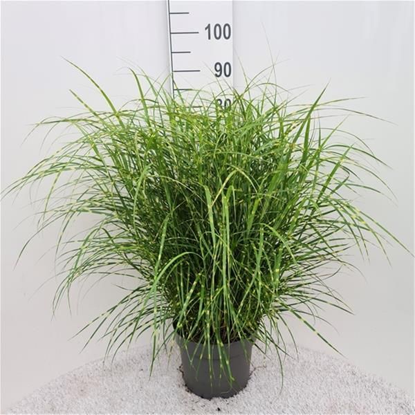MISCANTHUS STRICTUS DWARF