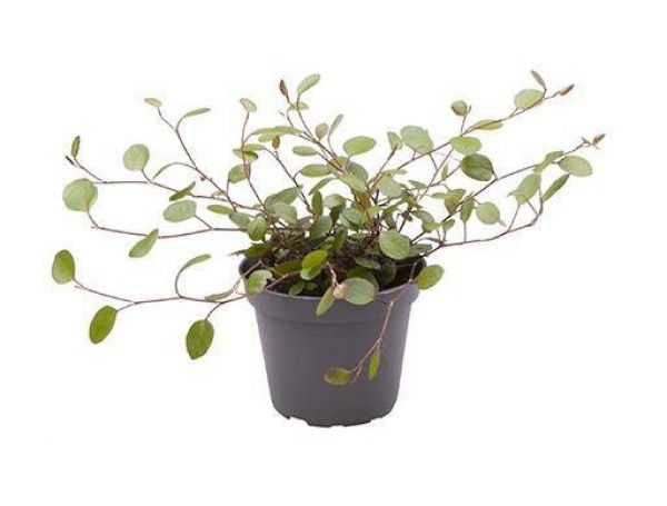 MUEHLENBECKIA COMPLEXA