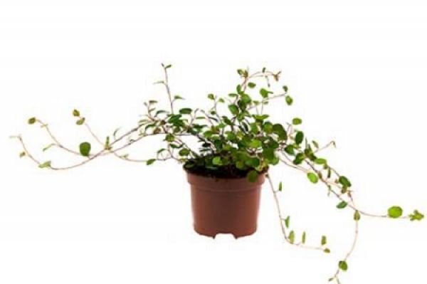 MUEHLENBECKIA COMPLEXA