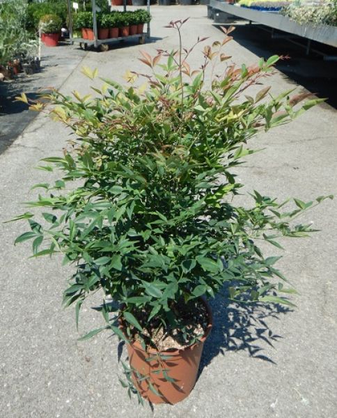 NANDINA DOMESTICA TOUFFE