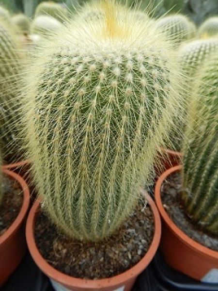 NOTOCACTUS LENINGHAUSII
