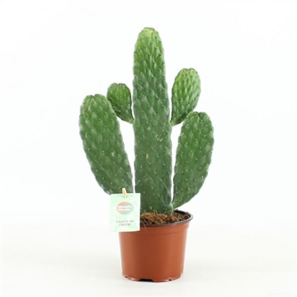 OPUNTIA CONSOLEA RUBESCENS