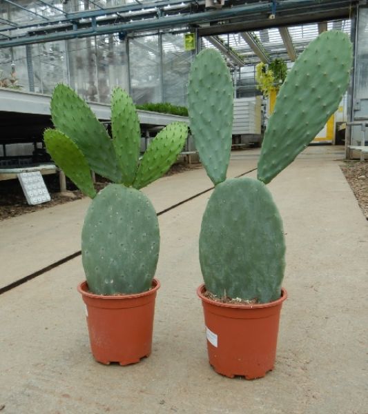 OPUNTIA FICUS INDICA