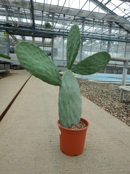 OPUNTIA FICUS INDICA