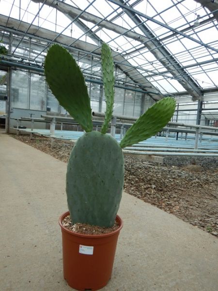 OPUNTIA FICUS INDICA