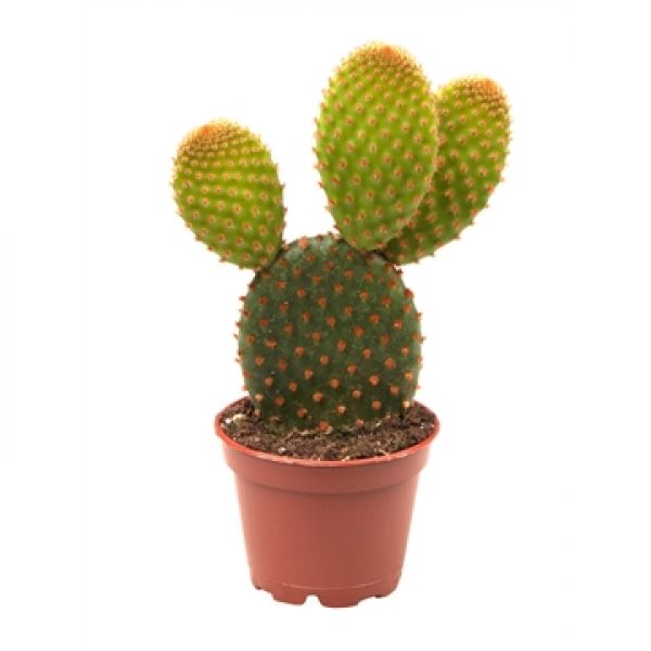 OPUNTIA RUFIDA