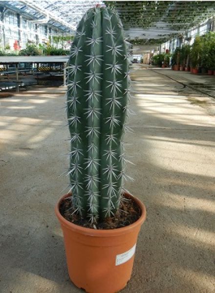 PACHYCEREUS WEBERI