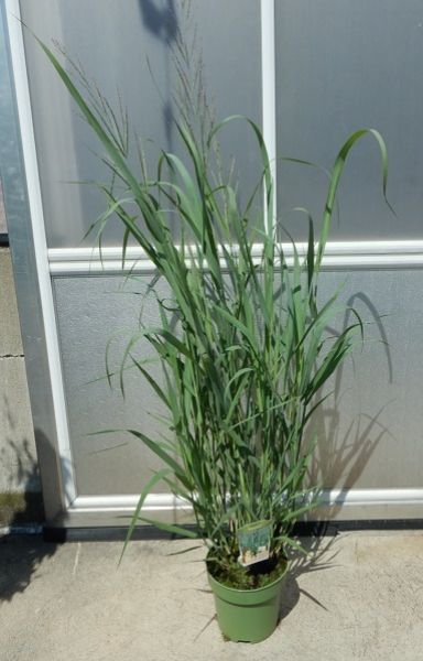 PANICUM DALLAS BLUES