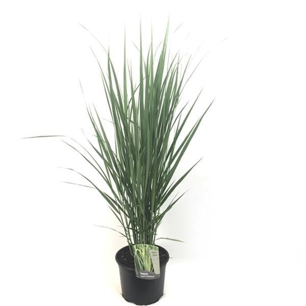 PANICUM NORTHWIND