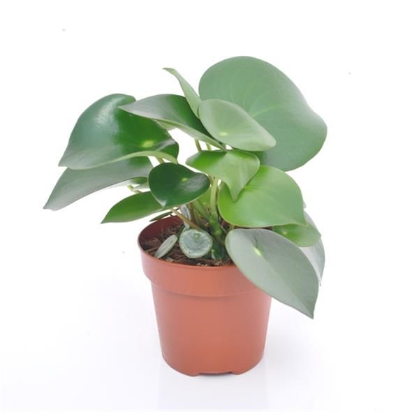 PEPEROMIA RAINDROP