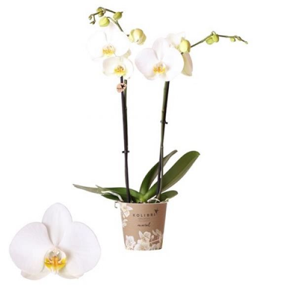 PHALAENOPSIS 2T BLANC