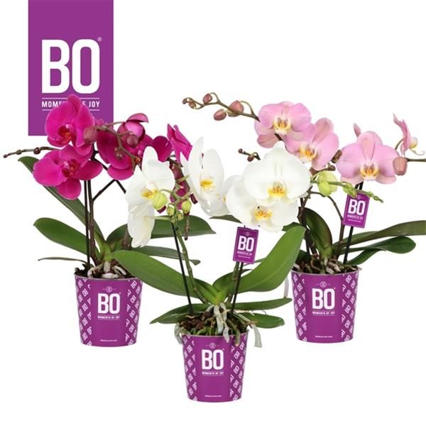 PHALAENOPSIS BO