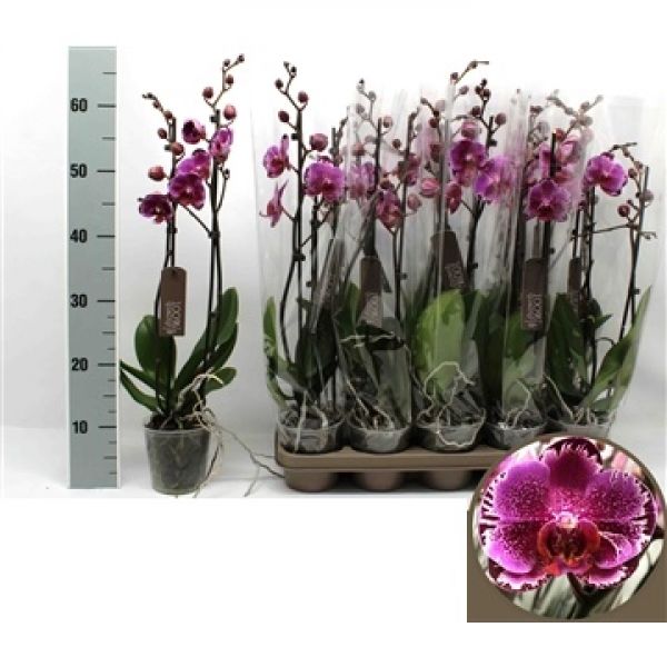 PHALAENOPSIS EWWLINA