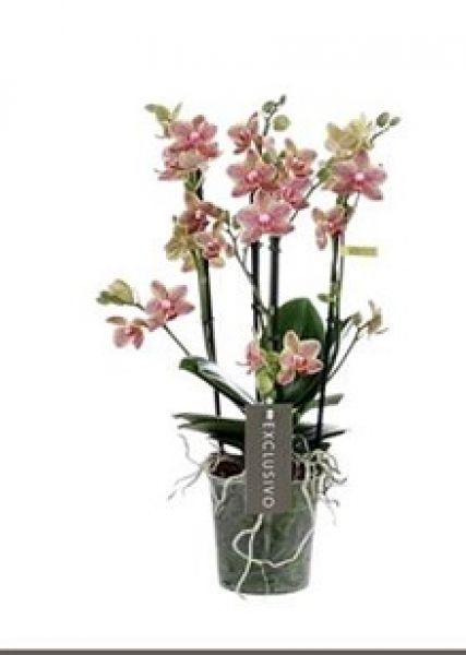 PHALAENOPSIS PICACHU
