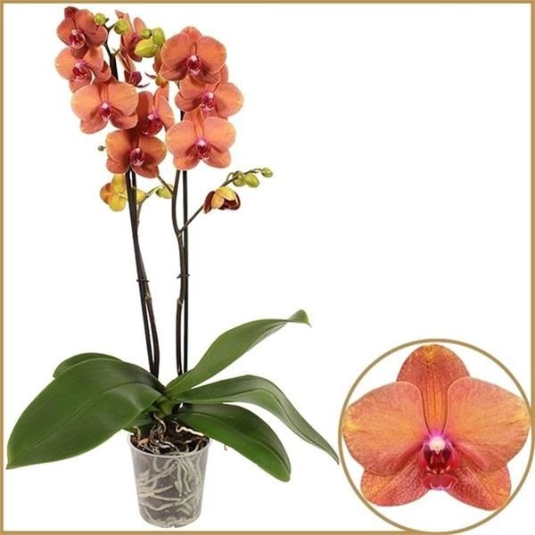 PHALAENOPSIS 2T SURF SONG