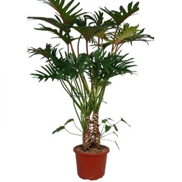 PHILODENDRON XANADU