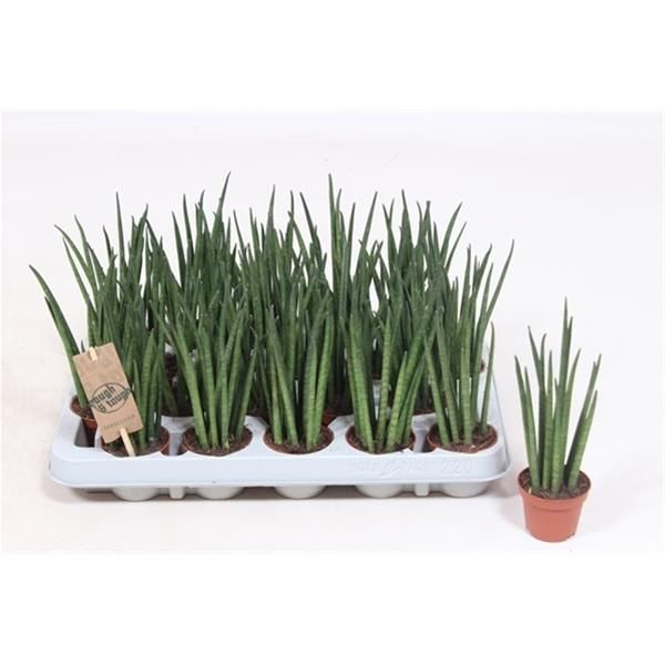 SANSEVERIA CYLINDRICA