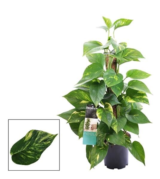 SCINDAPSUS AUREUM
