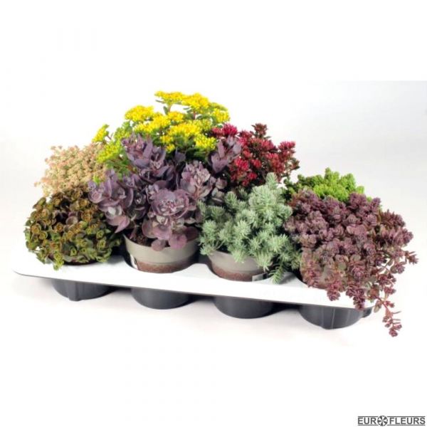 SEDUM MIX