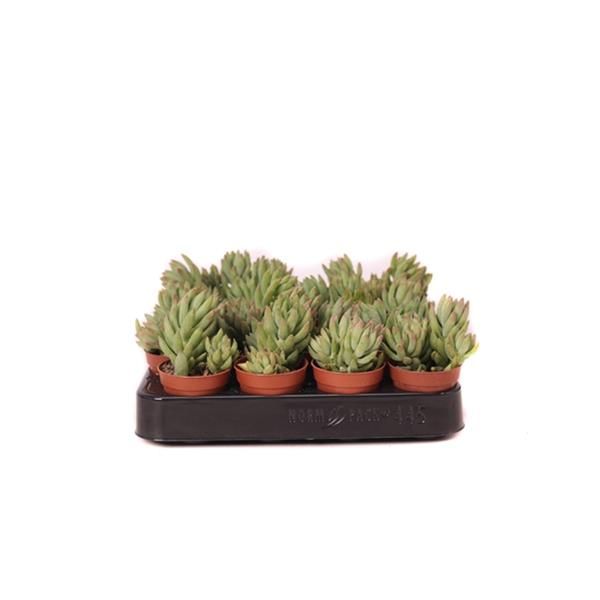 SEDUM MORGANIANUM