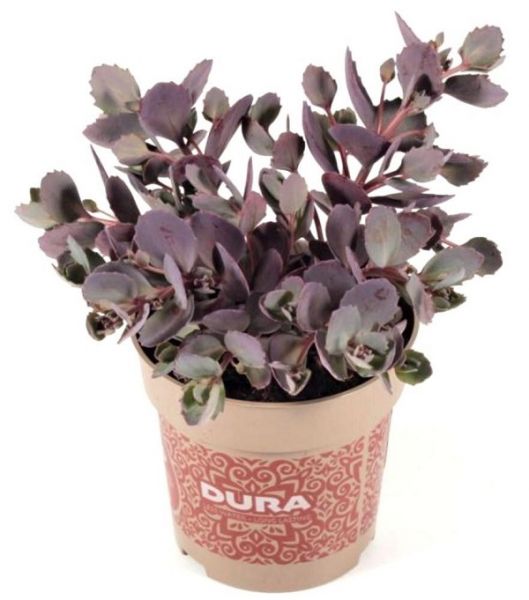 SEDUM RED CANYON