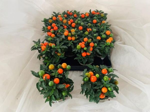 SOLANUM PSEUDOCAPSICUM