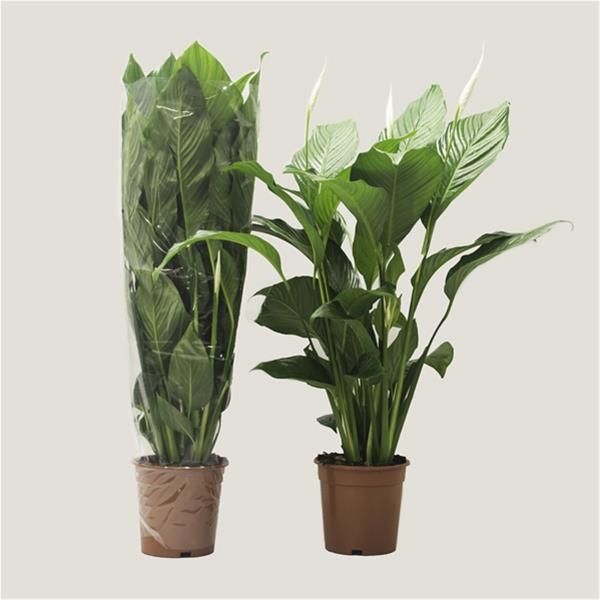 SPATHIPHYLLUM SWEET LAURETTA