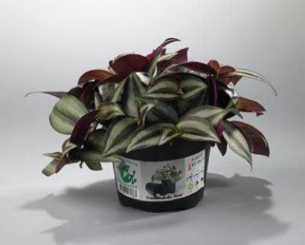 TRADESCANTIA ALBIFLORA