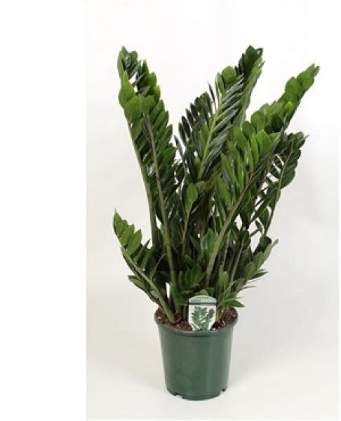 ZAMIOCULCAS